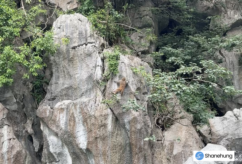 下龍灣一日遊